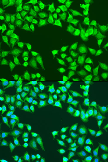 Immunofluorescence analysis of U2OS cells using EDIL3 Polyclonal Antibody at dilution of  1:100. Blue: DAPI for nuclear staining.