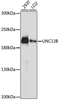 Western blot analysis of extracts of various cell lines using UNC13B Polyclonal Antibody at dilution of 1:1000.