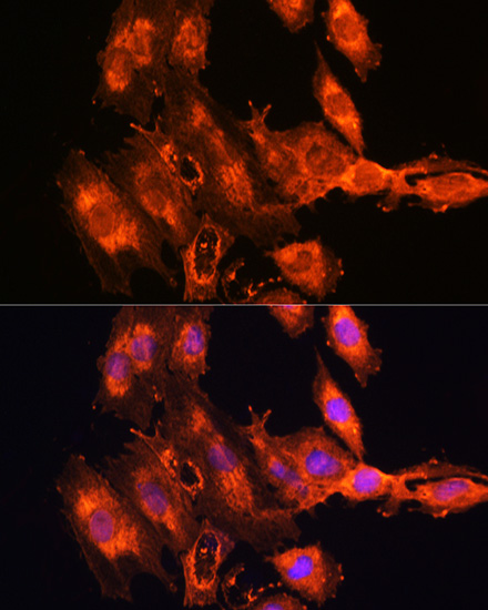 Immunofluorescence analysis of C6 cells using FSTL1 Polyclonal Antibody at dilution of  1:100. Blue: DAPI for nuclear staining.