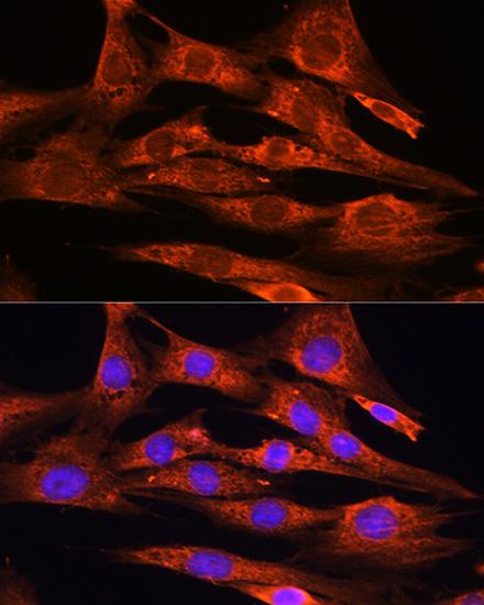 Immunofluorescence analysis of NIH/3T3 cells using FSTL1 Polyclonal Antibody at dilution of  1:100. Blue: DAPI for nuclear staining.
