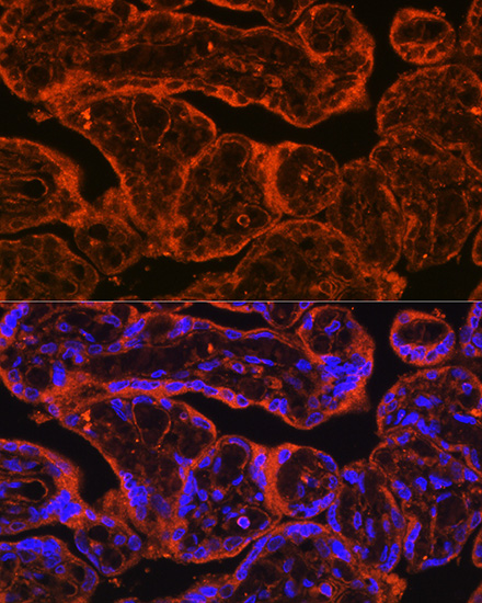 Immunofluorescence analysis of Human placenta using FSTL1 Polyclonal Antibody at dilution of  1:100. Blue: DAPI for nuclear staining.