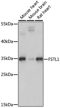Western blot analysis of extracts of various cell lines using FSTL1 Polyclonal Antibody at dilution of 1:1000.