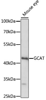 Western blot analysis of extracts of Mouse eye using GCAT Polyclonal Antibody at dilution of 1:1000.