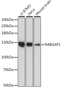 Western blot analysis of extracts of various cell lines using RABGAP1 Polyclonal Antibody at dilution of 1:1000.