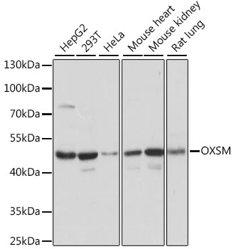 Western blot analysis of extracts of various cell lines using OXSM Polyclonal Antibody at dilution of 1:1000.