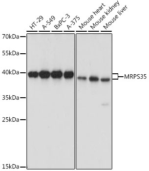 Western blot analysis of extracts of various cell lines using MRPS35 Polyclonal Antibody at dilution of 1:1000.