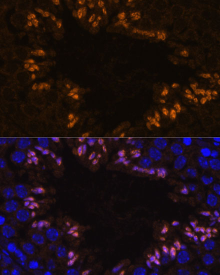 Immunofluorescence analysis of Mouse testis using ELSPBP1 Polyclonal Antibody at dilution of  1:100. Blue: DAPI for nuclear staining.