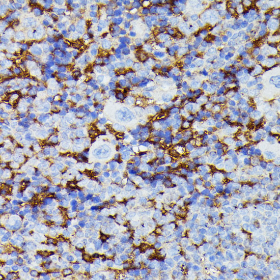 Immunohistochemistry of paraffin-embedded Mouse spleen using MMP25 Polyclonal Antibody at dilution of  1:100 (40x lens).