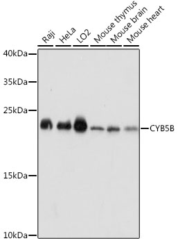 Western blot analysis of extracts of various cell lines using CYB5B Polyclonal Antibody at dilution of 1:1000.