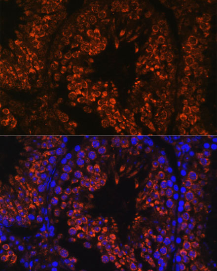 Immunofluorescence analysis of Mouse testis using FER1L5 Polyclonal Antibody at dilution of  1:100. Blue: DAPI for nuclear staining.