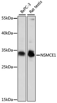 Western blot analysis of extracts of various cell lines using NSMCE1 Polyclonal Antibody at dilution of 1:1000.