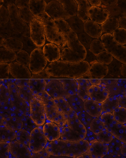 Immunofluorescence analysis of Mouse kidney using SLC14A1 Polyclonal Antibody at dilution of  1:100. Blue: DAPI for nuclear staining.