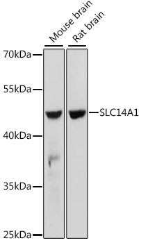 Western blot analysis of extracts of various cell lines using SLC14A1 Polyclonal Antibody at dilution of 1:1000.