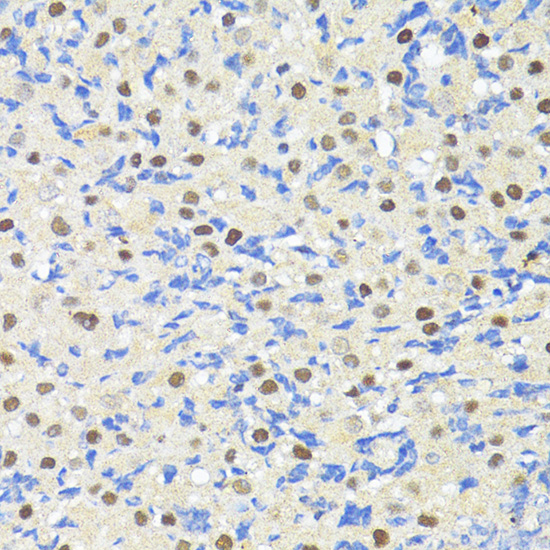 Immunohistochemistry of paraffin-embedded Rat ovary using TRIM27 Polyclonal Antibody at dilution of  1:100 (40x lens).