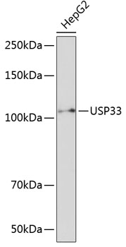 Western blot analysis of extracts of HepG2 cells using USP33 Polyclonal Antibody at dilution of 1:1000.