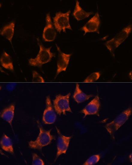 Immunofluorescence analysis of L929 cells using NDRG4 Polyclonal Antibody at dilution of  1:100. Blue: DAPI for nuclear staining.