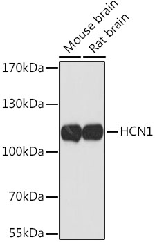 Western blot analysis of extracts of various cell lines using HCN1 Polyclonal Antibody at dilution of 1:1000.