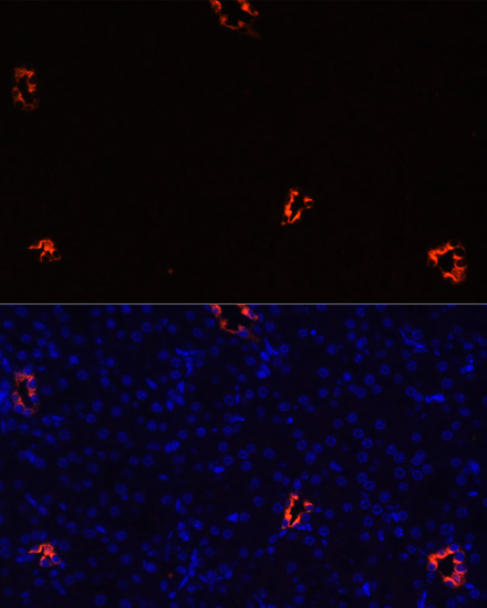 Immunofluorescence analysis of Mouse kidney cells using AQP2 Polyclonal Antibody at dilution of  1:100. Blue: DAPI for nuclear staining.
