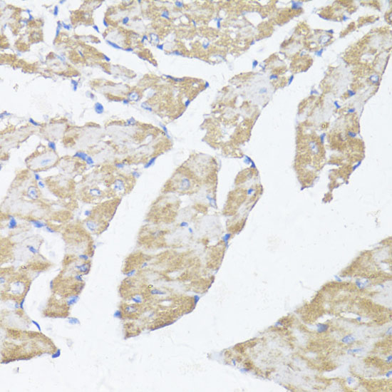 Immunohistochemistry of paraffin-embedded Mouse heart using ASMT Polyclonal Antibody at dilution of  1:100 (40x lens).