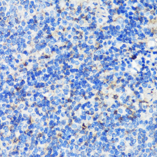 Immunohistochemistry of paraffin-embedded Mouse spleen using FLNA Polyclonal Antibody at dilution of  1:100 (40x lens).