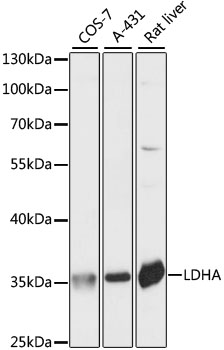 Western blot analysis of extracts of various cell lines using LDHA Polyclonal Antibody at dilution of 1:1000.