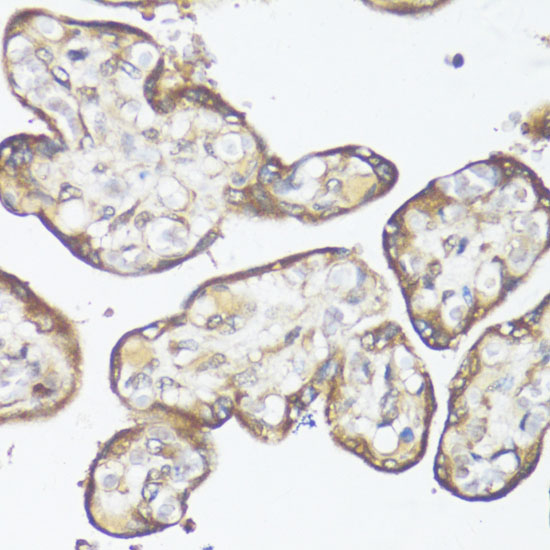 Immunohistochemistry of paraffin-embedded Human placenta using SMAD7 Polyclonal Antibody at dilution of  1:100 (40x lens).