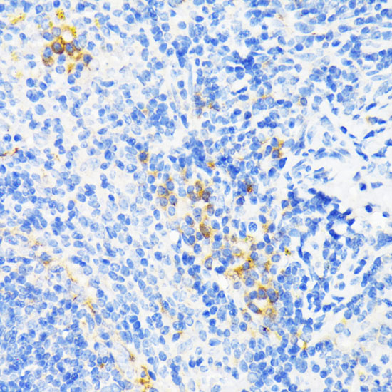 Immunohistochemistry of paraffin-embedded Mouse spleen using CAMP Polyclonal Antibody at dilution of  1:200 (40x lens).