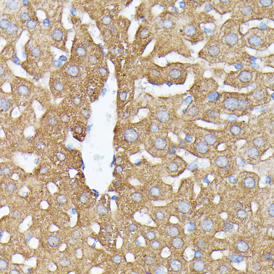 Immunohistochemistry of paraffin-embedded Mouse liver using NUBP1 Polyclonal Antibody at dilution of  1:100 (40x lens).