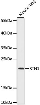 Western blot analysis of extracts of Mouse lung using RTN1 Polyclonal Antibody at dilution of 1:1000.