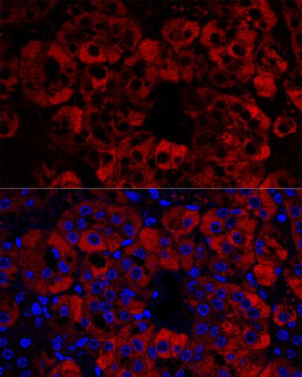 Confocal immunofluorescence analysis of Mouse adrenal gland using STAR Polyclonal Antibody at dilution of  1:100. Blue: DAPI for nuclear staining.