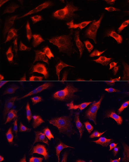 Immunofluorescence analysis of NIH/3T3 cells using FXR1 Polyclonal Antibody at dilution of  1:100. Blue: DAPI for nuclear staining.