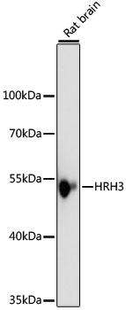 Western blot analysis of extracts of Rat brain using HRH3 Polyclonal Antibody at dilution of 1:1000.