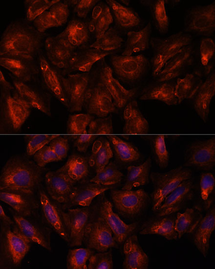 Immunofluorescence analysis of U-2 OS cells using ITSN2 Polyclonal Antibody at dilution of  1:100. Blue: DAPI for nuclear staining.