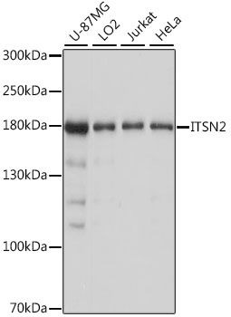 Western blot analysis of extracts of various cell lines using ITSN2 Polyclonal Antibody at dilution of 1:1000.