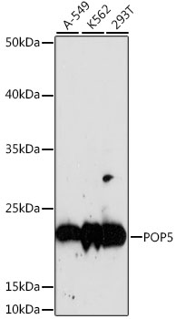 Western blot analysis of extracts of various cell lines using POP5 Polyclonal Antibody at dilution of 1:1000.