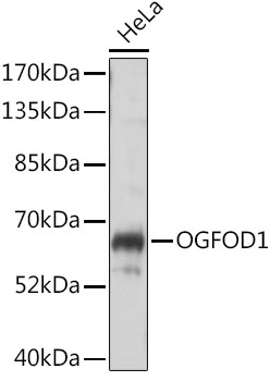 Western blot analysis of extracts of HeLa cells using OGFOD1 Polyclonal Antibody at dilution of 1:1000.