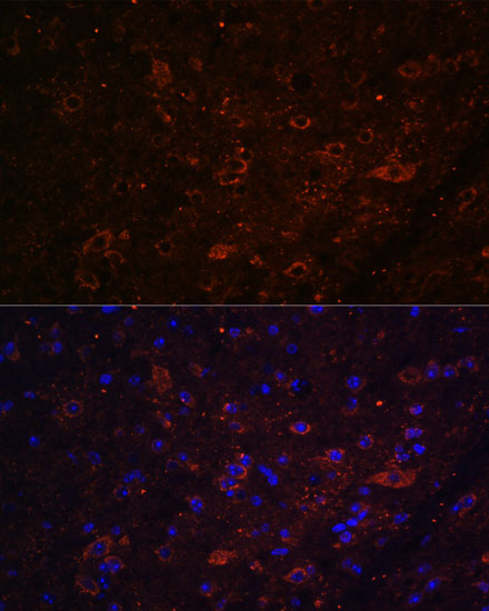 Immunofluorescence analysis of Mouse brain using FSTL5 Polyclonal Antibody at dilution of  1:100. Blue: DAPI for nuclear staining.