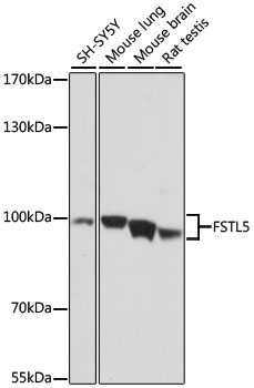 Western blot analysis of extracts of various cell lines using FSTL5 Polyclonal Antibody at dilution of 1:1000.