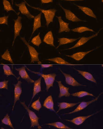 Immunofluorescence analysis of L929 cells using ACBD3 Polyclonal Antibody at dilution of  1:100. Blue: DAPI for nuclear staining.