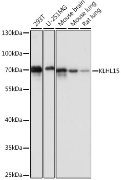 Western blot analysis of extracts of various cell lines using KLHL15 Polyclonal Antibody at dilution of 1:1000.