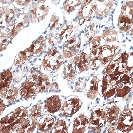 Immunohistochemistry of paraffin-embedded Human stomach using DTNBP1 Polyclonal Antibody at dilution of  1:100 (40x lens).