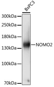 Western blot analysis of extracts of BxPC3 cells using NOMO2 Polyclonal Antibody at dilution of 1:1000.