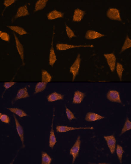 Immunofluorescence analysis of L929 cells using TXNRD1 Polyclonal Antibody at dilution of  1:100. Blue: DAPI for nuclear staining.