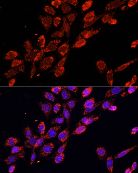 Immunofluorescence analysis of NIH/3T3 cells using EIF4EBP1 Polyclonal Antibody at dilution of  1:100. Blue: DAPI for nuclear staining.