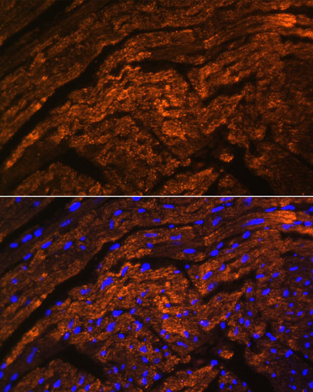 Immunofluorescence analysis of Mouse heart using TTN Polyclonal Antibody at dilution of  1:100. Blue: DAPI for nuclear staining.