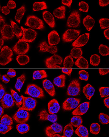 Confocal immunofluorescence analysis of Hela cells using MAPK1/MAPK3 Polyclonal Antibody at dilution of  1:200. Blue: DAPI for nuclear staining.