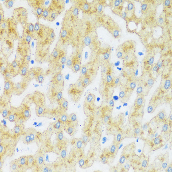 Immunohistochemistry of paraffin-embedded Human liver using ASGR1 Polyclonal Antibody at dilution of  1:100 (40x lens).