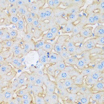 Immunohistochemistry of paraffin-embedded Mouse liver using ASGR1 Polyclonal Antibody at dilution of  1:100 (40x lens).