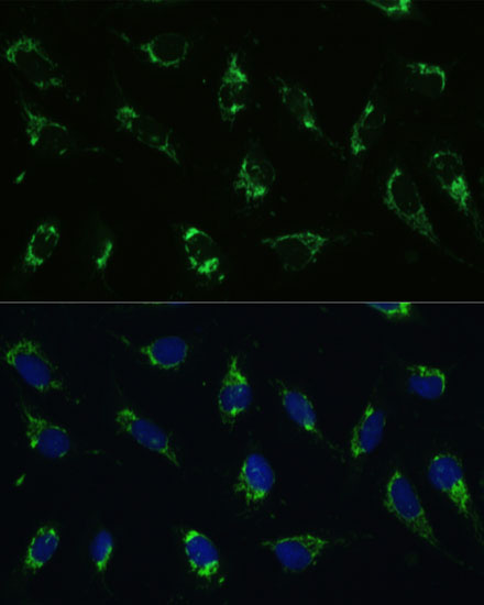 Immunofluorescence analysis of U-2 OS cells using ATP5I Polyclonal Antibody at dilution of  1:100. Blue: DAPI for nuclear staining.