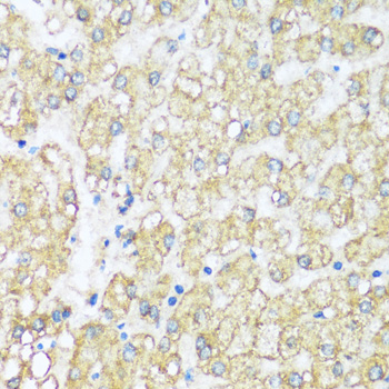 Immunohistochemistry of paraffin-embedded Human liver using ATP5I Polyclonal Antibody at dilution of  1:100 (40x lens).
